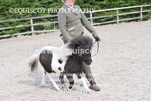 BPP_7103 - RING 1  (RIDDEN HORSES / IN HAND / VETERAN ETC)
