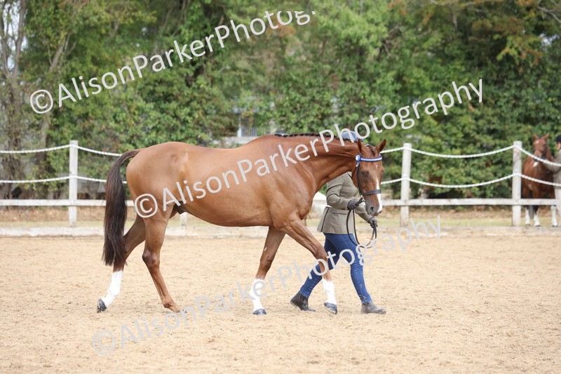 20260831-1878 - Class 5 - Retraining of Racehorses