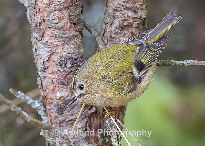 Astland Photography, Bird and Wildlife Images, Susan and Peter Wilson, U.K.