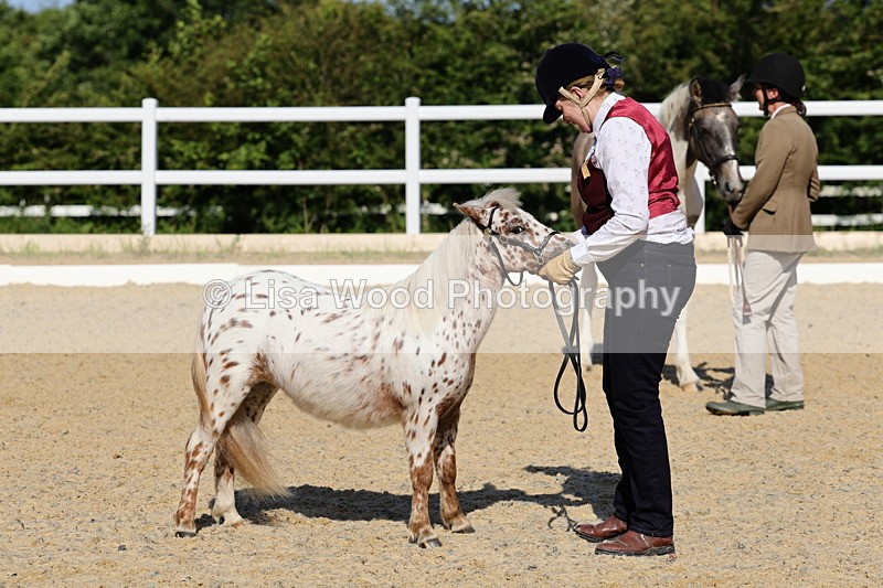 1X9A0689 - Class 3: Youngstock 1, 2, 3 year old not to exceed 153cm