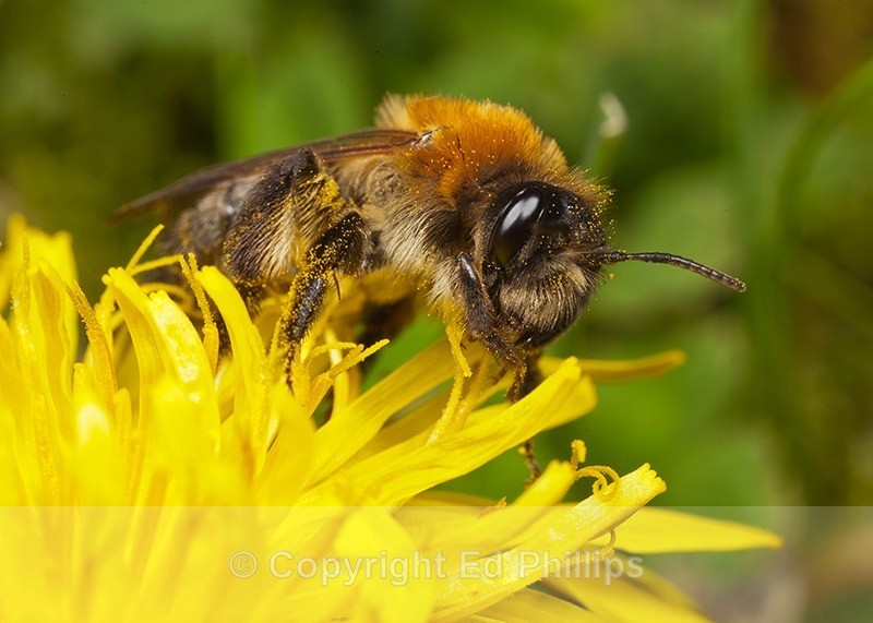 Andrena nitida (f) - Andrena nitida