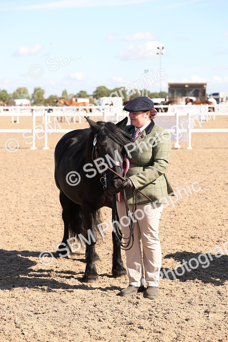 SBM_12969 - Class 206 - IH Non Show Type Pony