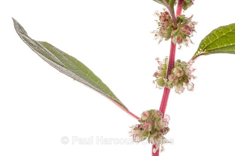Pellitory of the Wall (Parietaria officinalis)   MYN in the garden at Podere Montecucco, Orvieto - Plants - WB