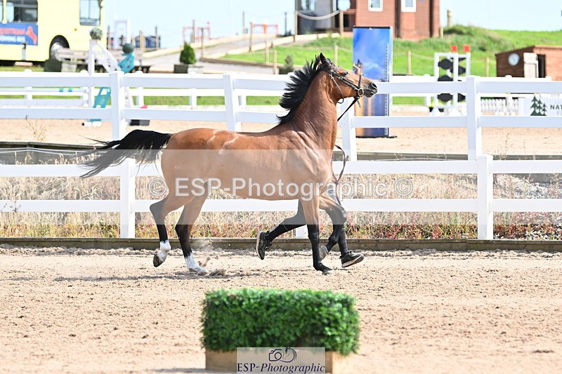 240717A-155706-03212 - Trot Up 3pm to 4pm