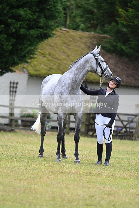 WJ7_6147 - Class 4a Prettiest Mare over 14hh