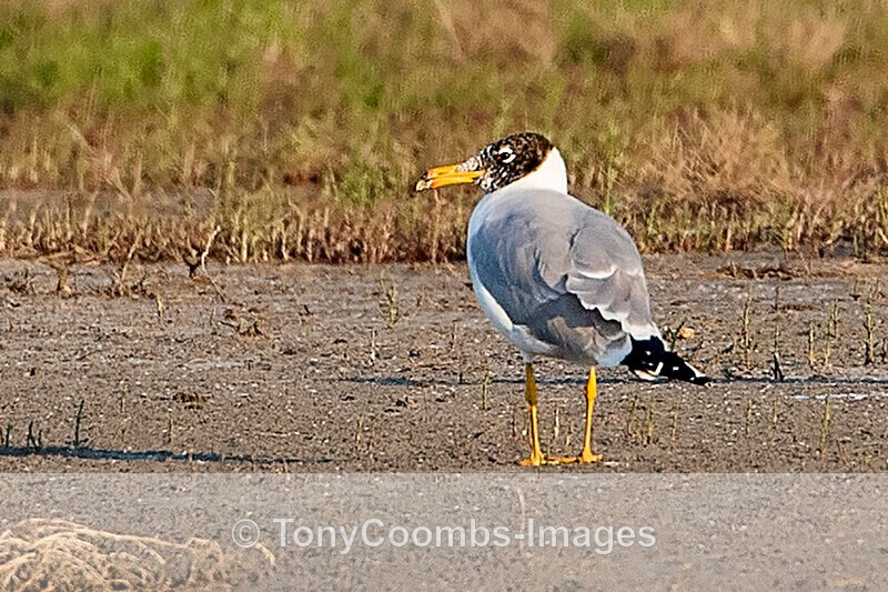 Pallas's Gull - Sinoe - Constanta