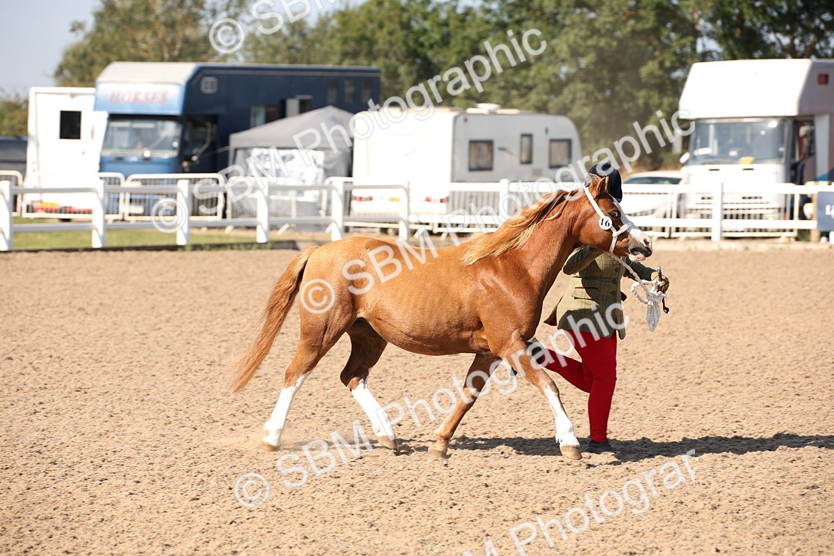 SBM_02686 - Class 16 IH M&M Wildcard