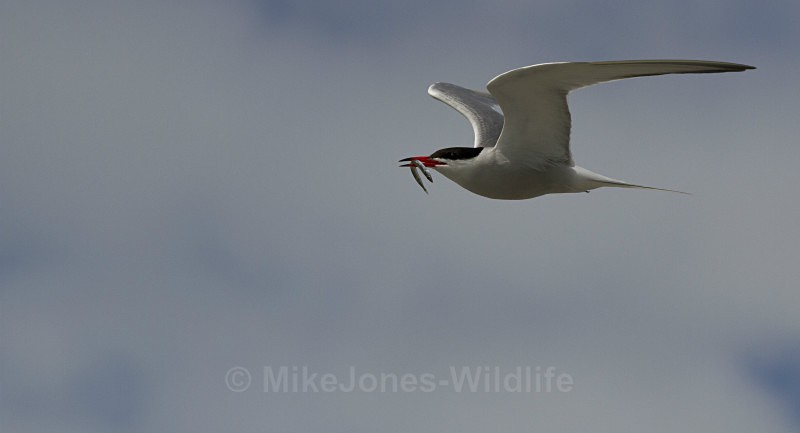 Common Tern,Cemlyn Bay, Anglesey, North Wales - Terns, Sandwich, Artic and Common