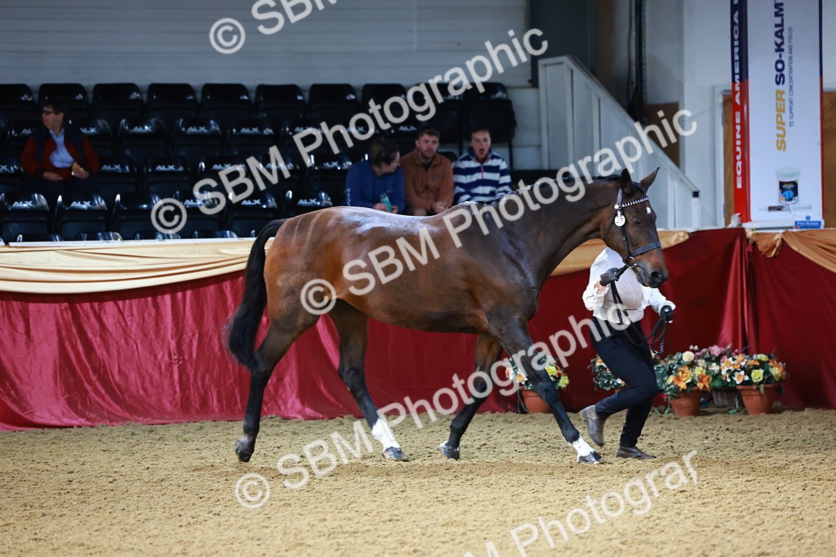 SBM_21713 - Class 901 - Supreme Final - IH  Diamond