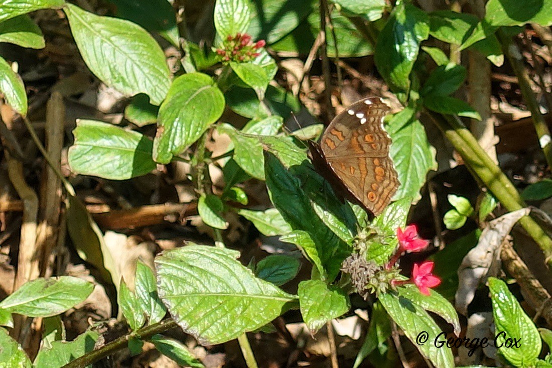 Butterfly Brown Pansy - South Africa - Limpopo