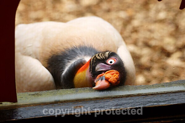 King Vulture - Other Wildlife Species
