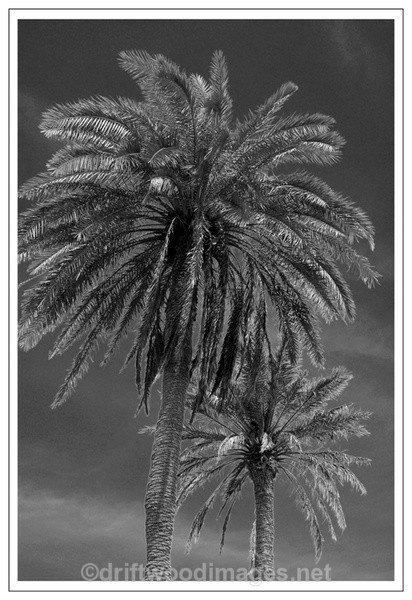 Two Palms - Black & White
