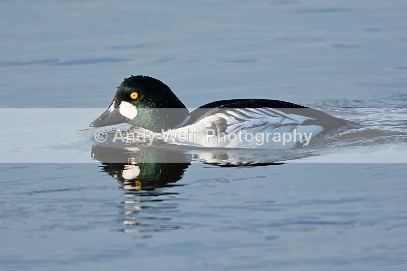 20091213-WE 095 - Goldeneye