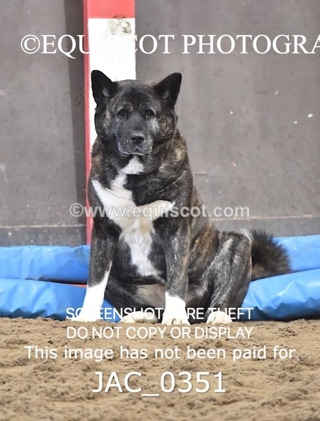 JAC_0351 - CLASS 7 Small Open Show Jumping - (0.80m)