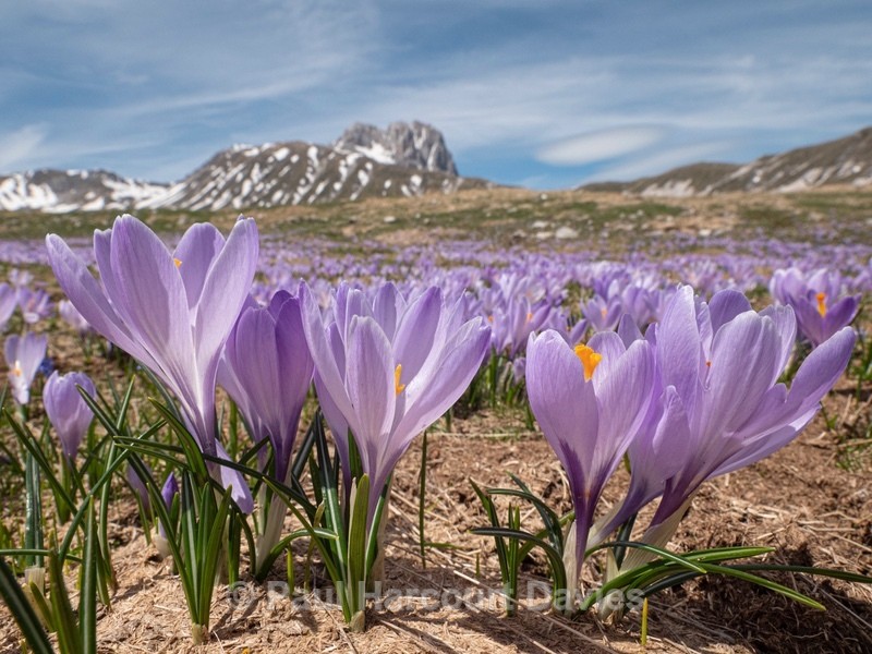 Neapolitan Crocus (Crocus neapolitanus) formerly Crocus vernus - Plants in the Landscape