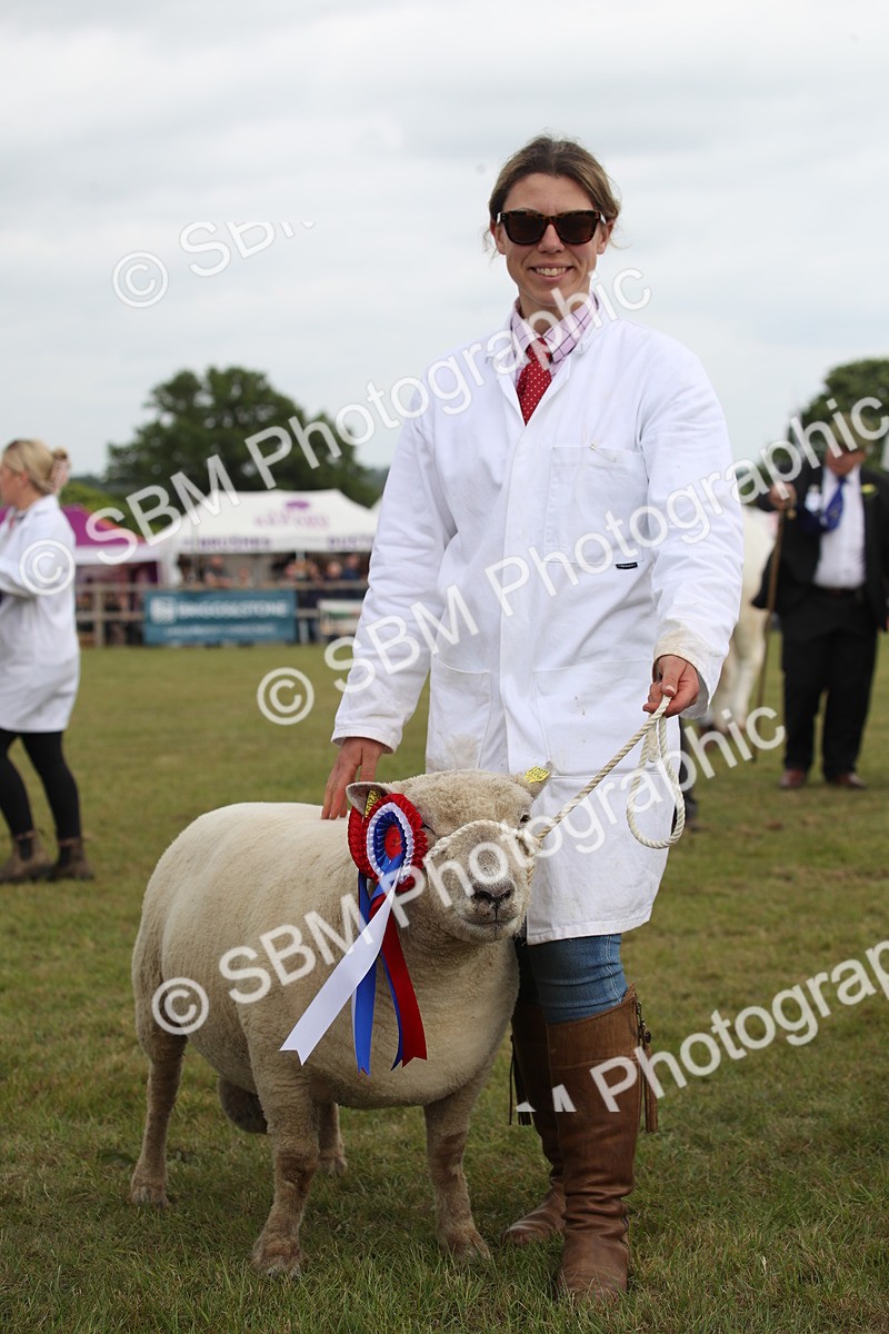 SBM_07872 - Grand Parade