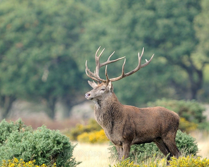 Majestic - Mammals, Reptiles, Domestic Animals
