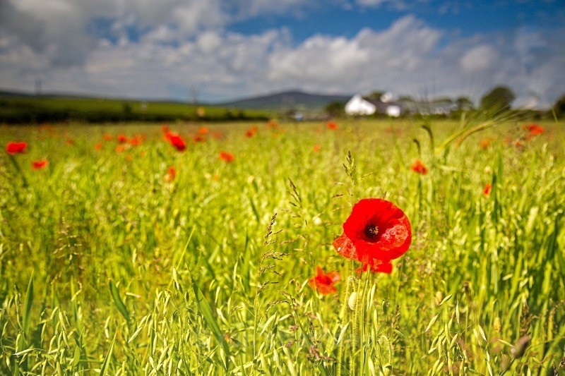 Church Bends Poppy - Land of Man