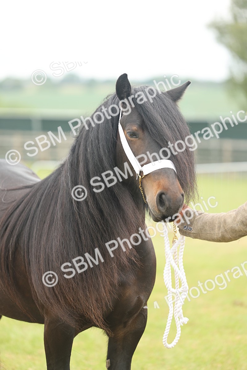 SBM_05094 - Class 50-57 - M&M Welsh Pony In Hand
