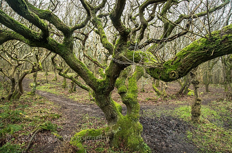 Cruggleton Woods - Wigtown Reader's Retreat