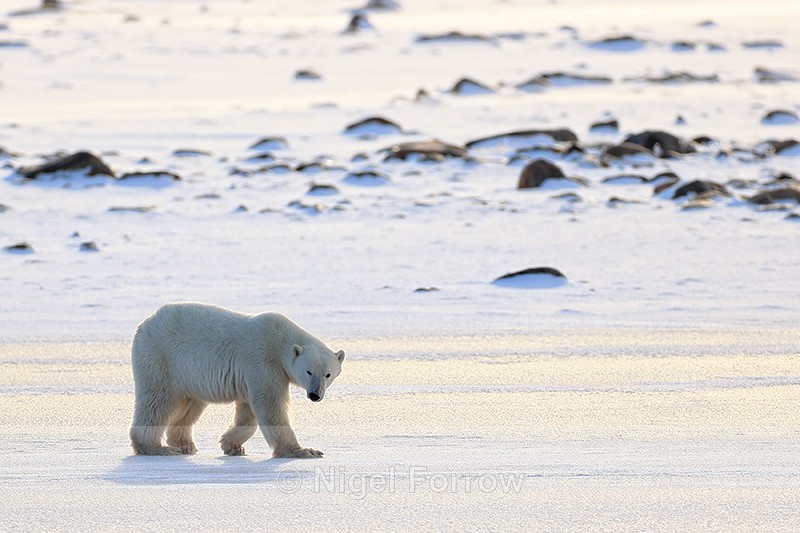 Polar Bear crossing frozen lake, Churchill, Canada - Polar Bear