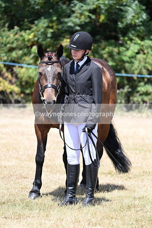WJ7_2384 - Class 5a Most Handsome Gelding in hand (above 14.2hh)