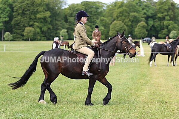 IMG_2673 - Working Hunter