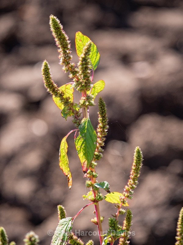 Green amaranth  (Amaranthus hybridus) - Gargano - Wild Flowers