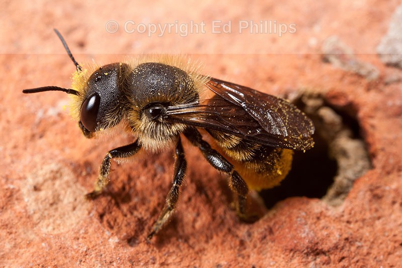 O. leaiana (f)