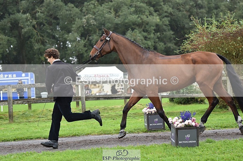 231018-122912-00326 - 039-LAUSANNE.W-Charlie.Ahl-TrotUp