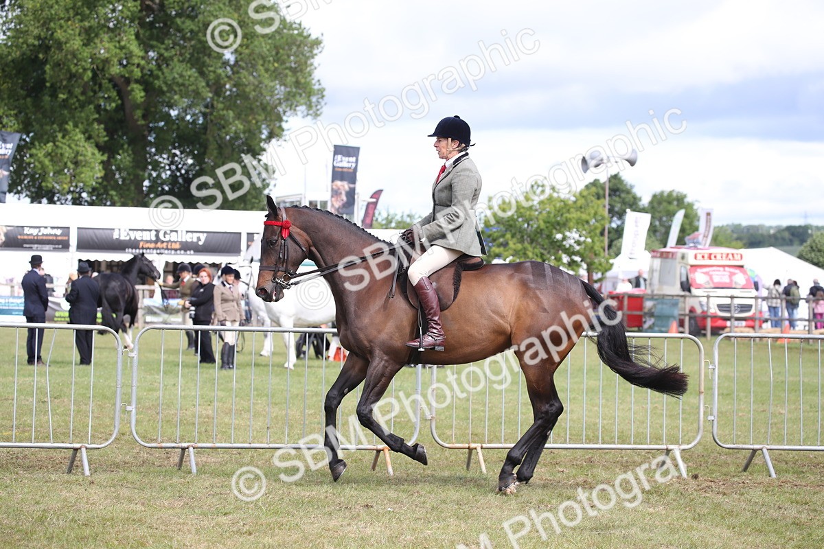 SBM_13242 - Class 95-96 - LIHS BSHA Rising Star Hack Riding Horse