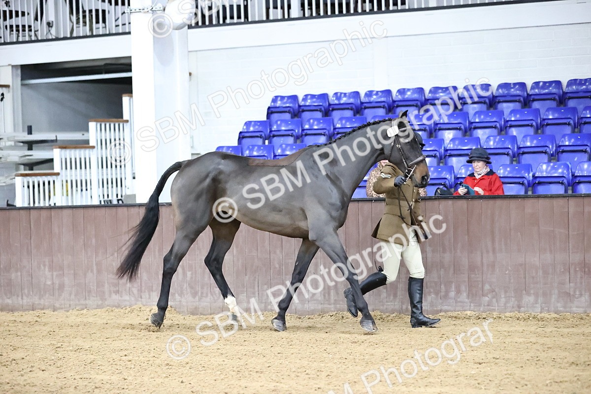 SBM_5187 - Class 39 - In Hand Gelding
