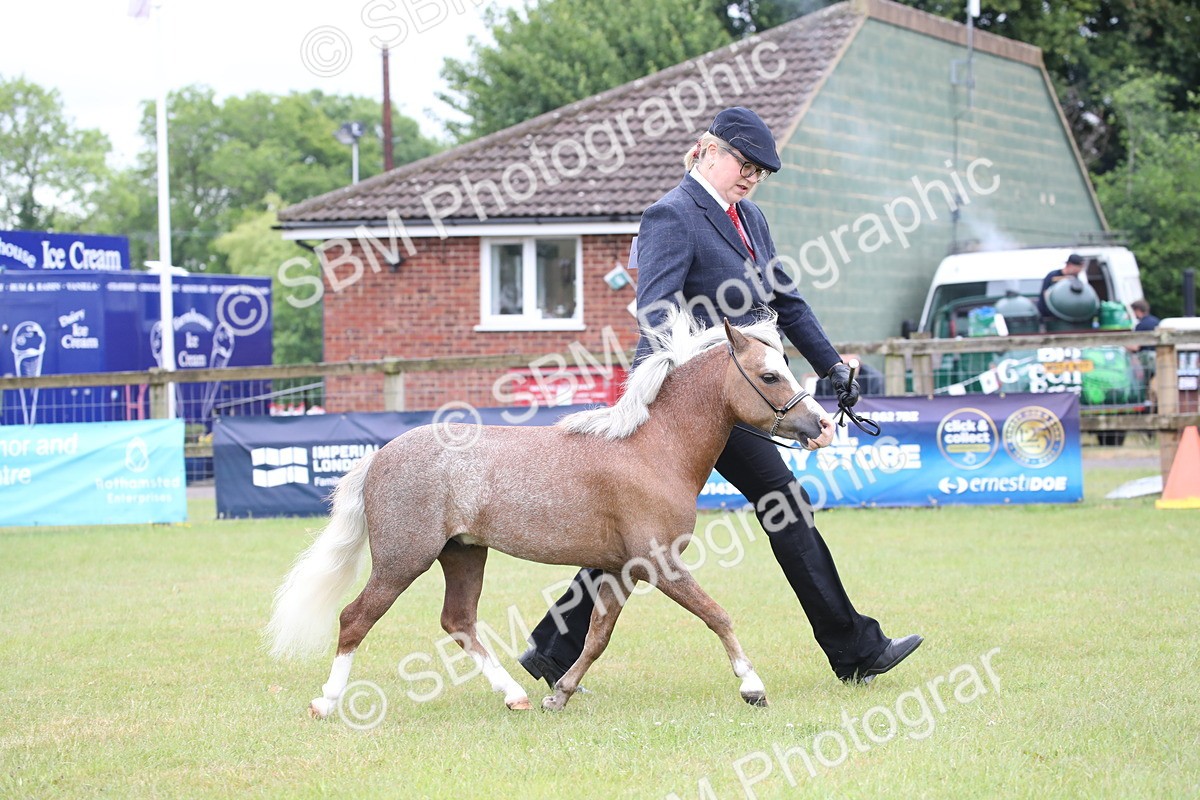 SBM_03753 - Class 23-25 - British Miniature Horse of the Year