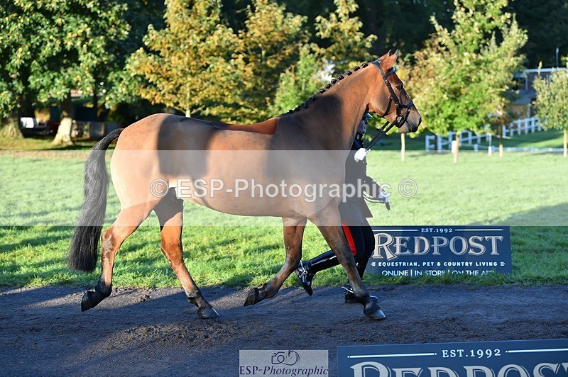 231022-085356-21432 - 614-MICRON.JOY-Ellie.Mitchell-TrotUp+SJ