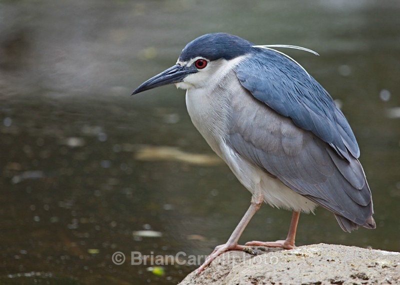 Black Crowned Night Heron - Wildlife