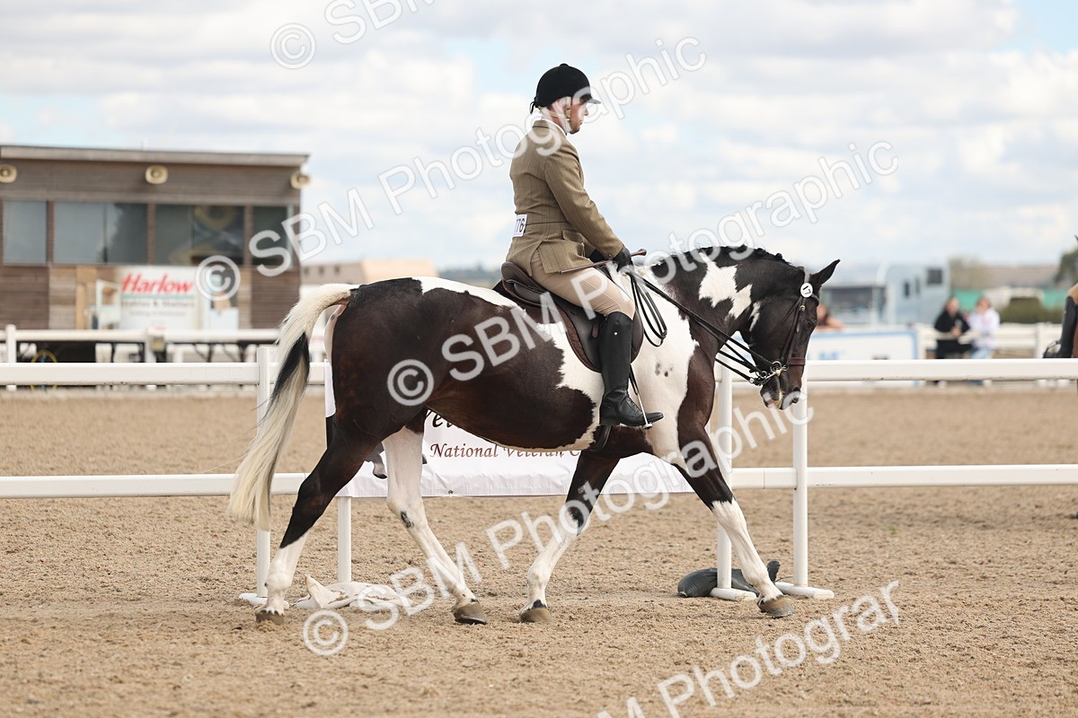 SBM_14714 - Class 308 - Ridden Coloured Horse