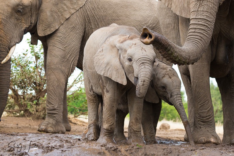 Elephant Baby 7