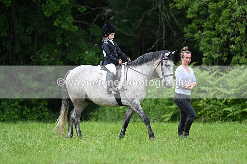 WJ7_3930 - Class 14A Handsome Gelding