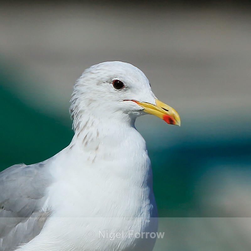 California Gull (adult) close-up, Telegraph Cove, Vancouver Island - California Gull