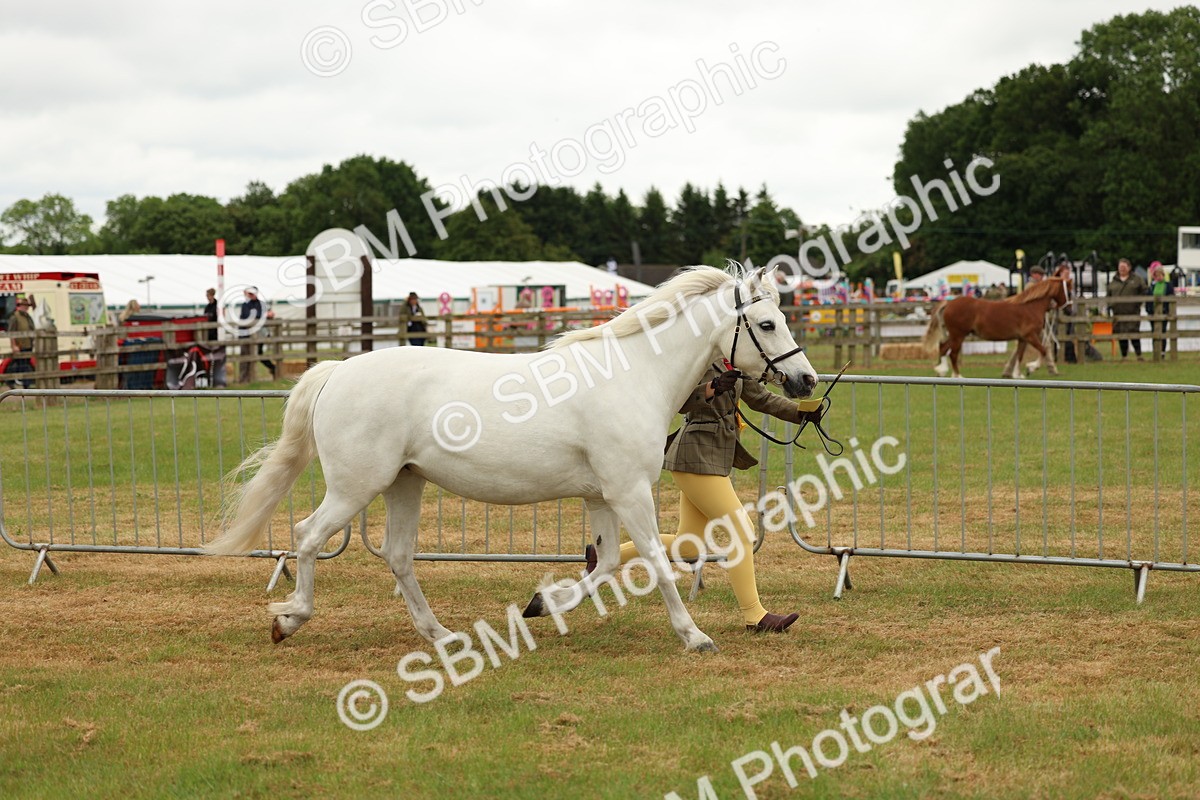 SBM_04259 - Class 64-67 - Shetland Pony In Hand