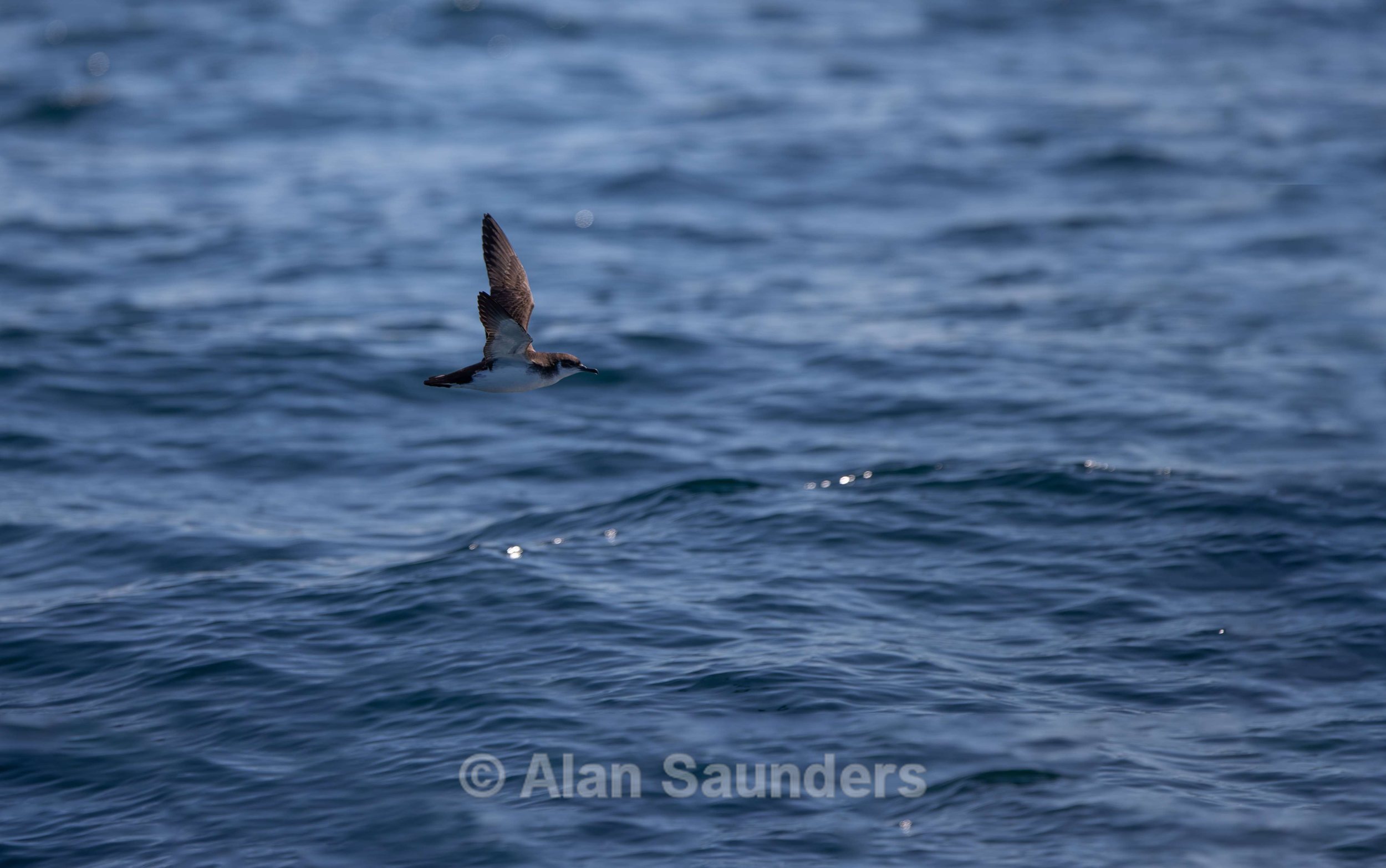 Manx Shearwater 9