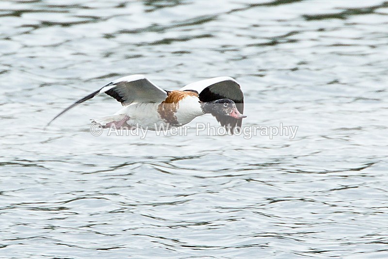 20130721-3K8A5073 - Shelduck
