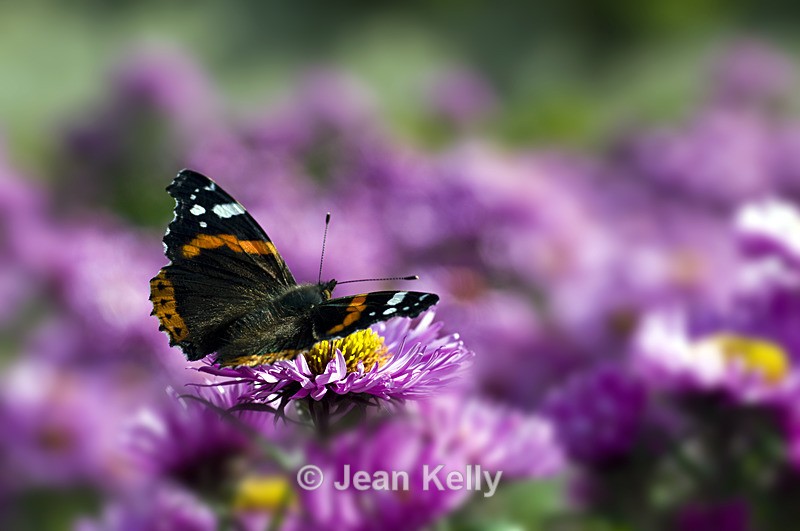 Red Admiral Butterfly - 7198 - Insects