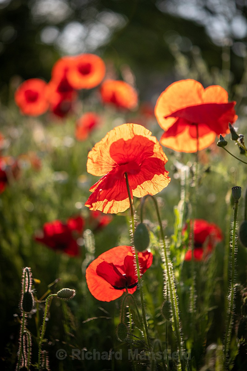  - Flowers