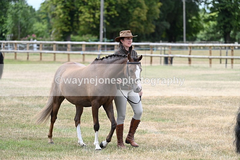 WJ7_1440 - Class 4 Prettiest Mare up to 14.2hh in hand