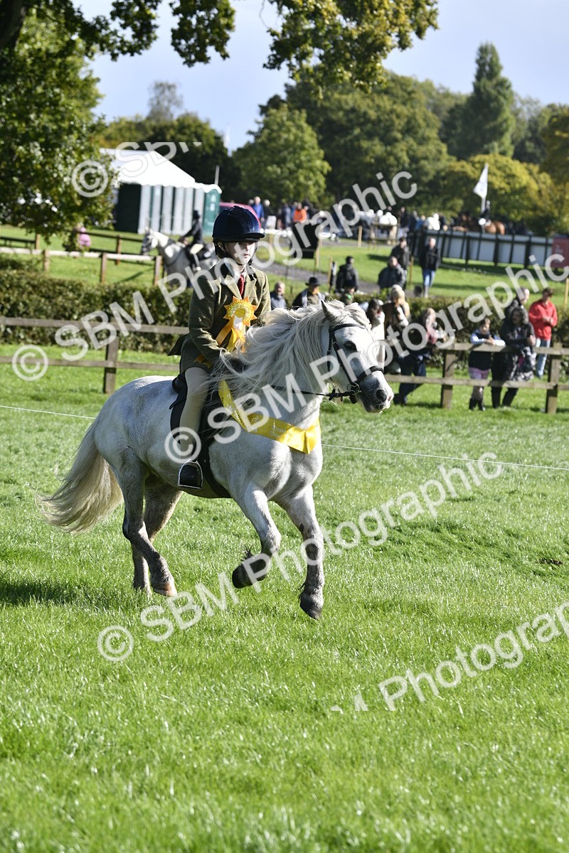 SBM_37258 - S31 - Novice & Newcomer Working Hunter Pony