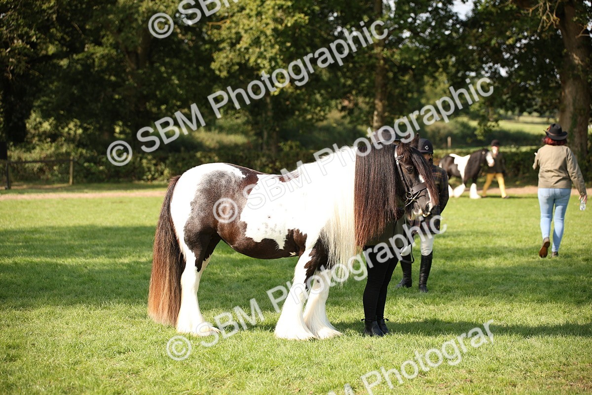 SBM_62229 - S55 - Traditional Cob In Hand