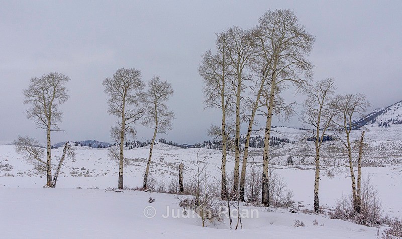 Aspens, entering Lamar Valley - Yellowstone