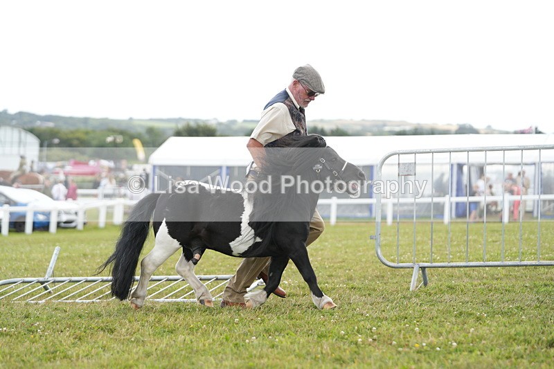 DSC06856 - Class 60: Coloured Pony 4yrs & over