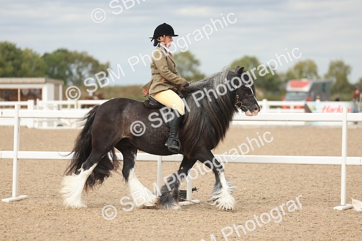 SBM_17980 - Class 314 - Family Horse Pony